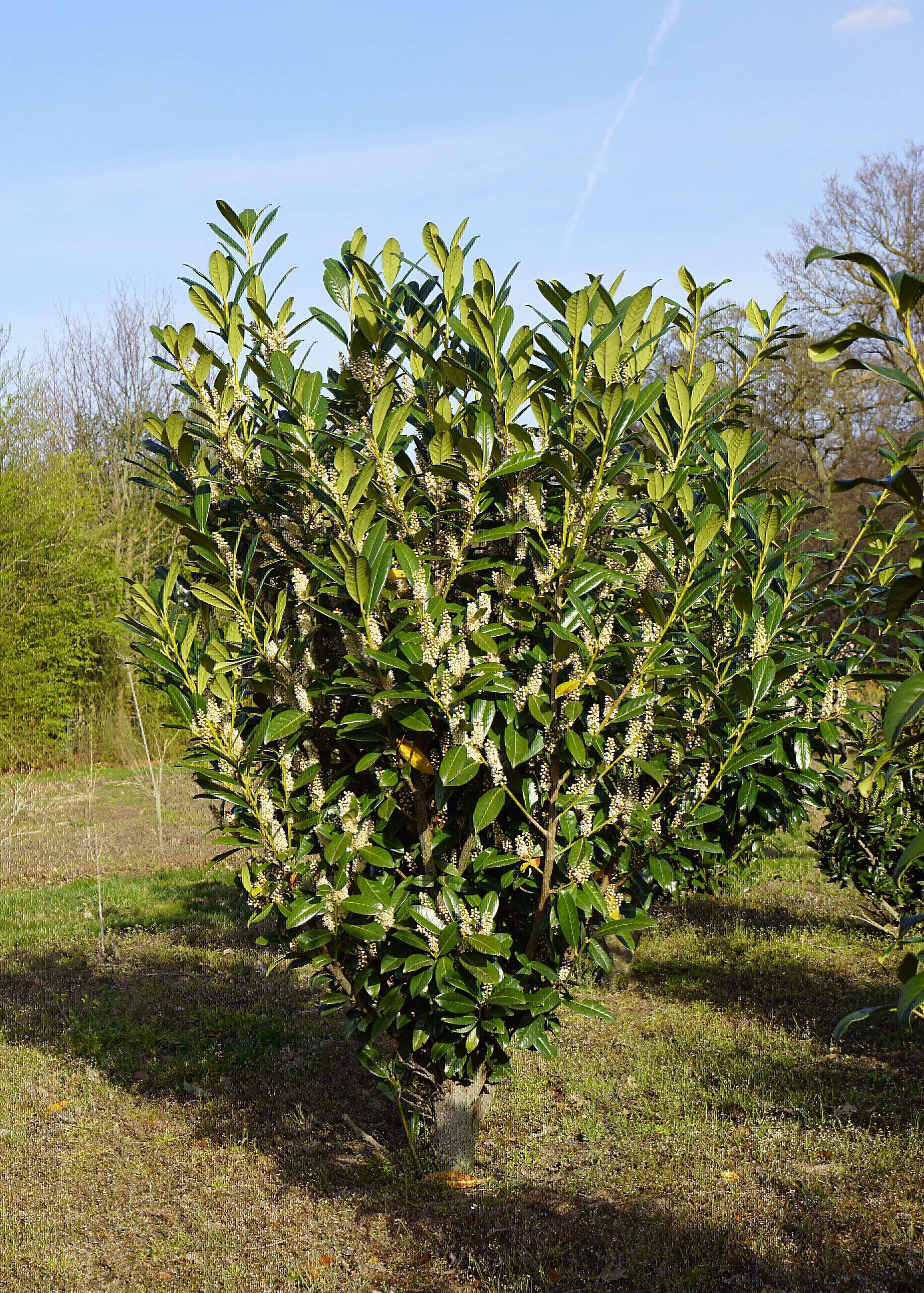 Prunus laurocerasus (6)